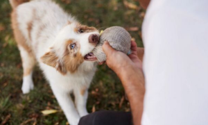 咀嚼時間和消化性對潔齒嚼片的重要性